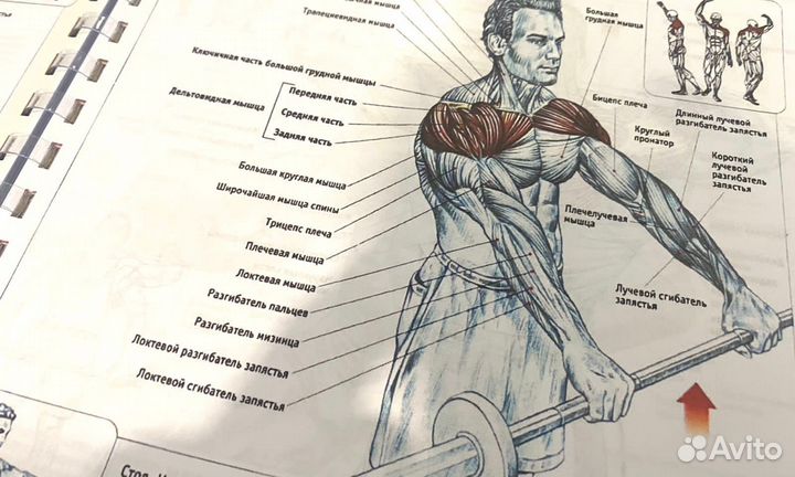 Анатомия силовых упражнений