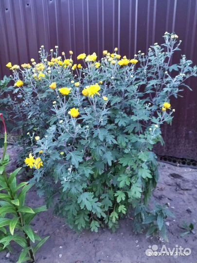 Хризантема