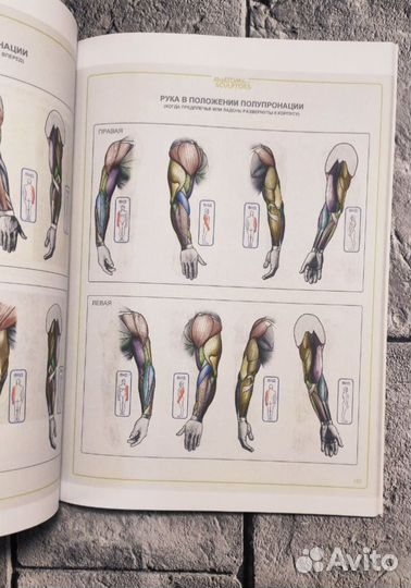 Анатомия для скульпторов