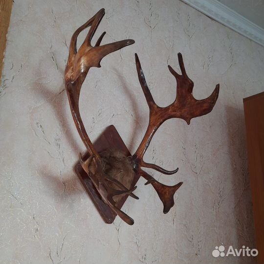 Рога оленя и лося