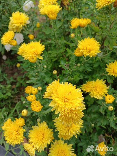 Хризантема