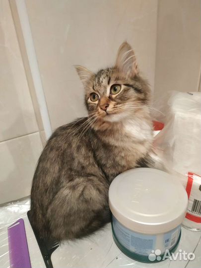 Котенок в добрые руки