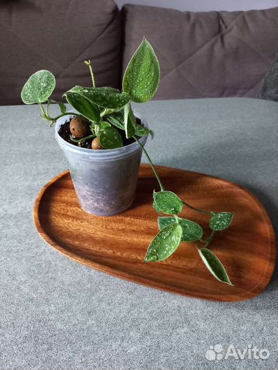 Сциндапсус пиктус расписной комнатное растение