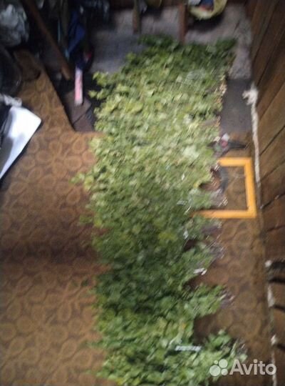 Веники для бани