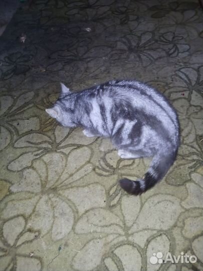 Отдам кошку