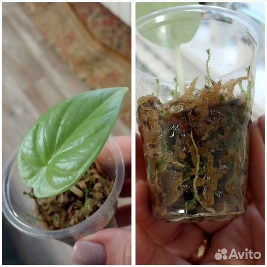 Алоказия silver dragon сильвер дракон