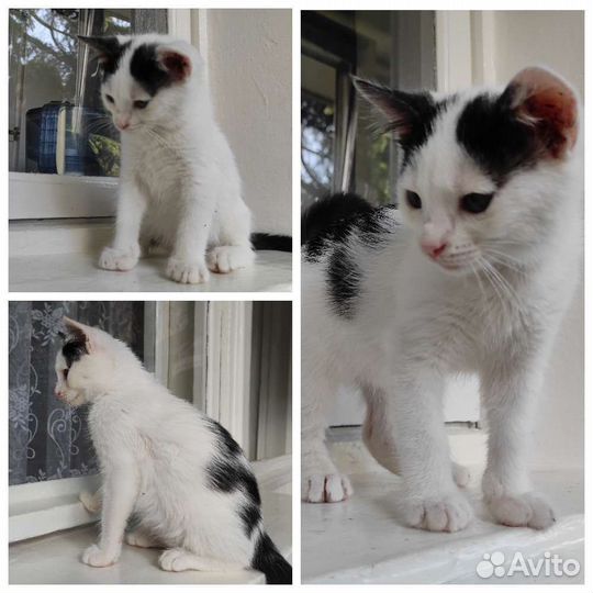 Крымские домашние метисы камышового кота (котята)