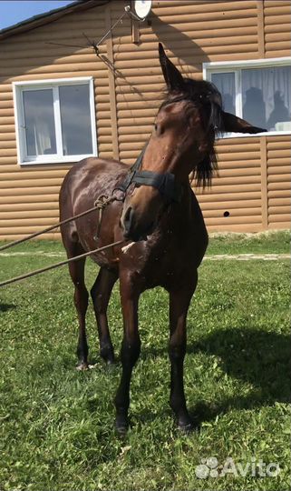 Лошадь кобыла