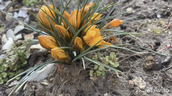 Цветы крокусы