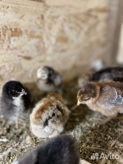 Продаю цыплят Брама и Орпингтон 2х недельные
