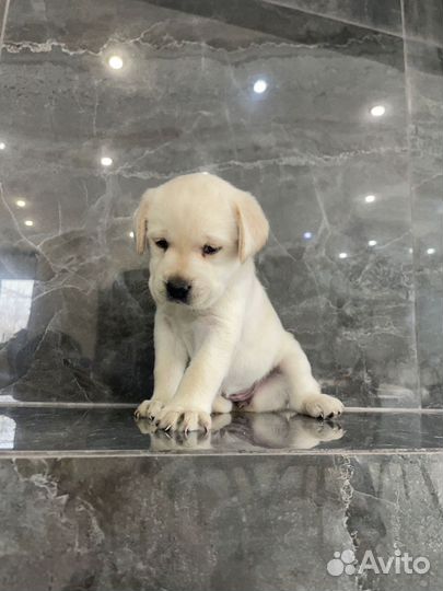 Щенки лабрадора