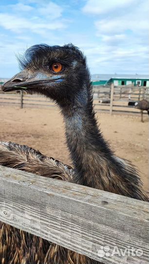 Шихан Торатау и страусиная ферма