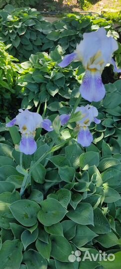 Садовые многолетники.Хоста, мускари и другие