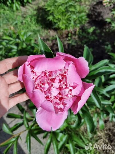 Пион, тыква декоративная