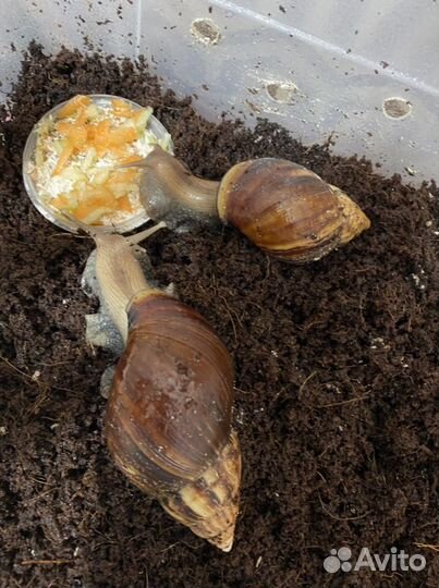 Ахатины улитята