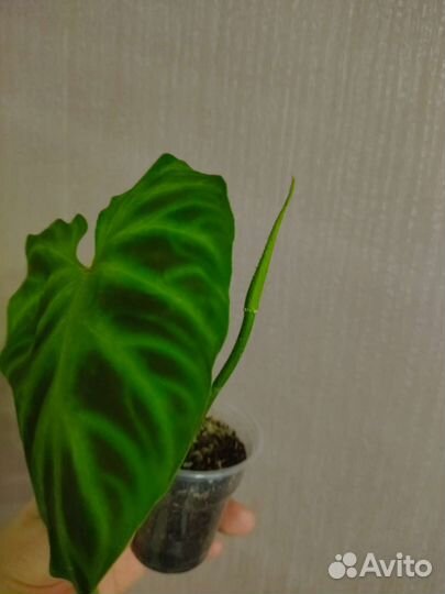 Филодендрон бородавчатый