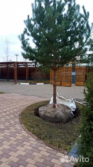 Сосна / Ель обыкновенная