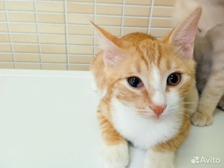 Рыжий котенок мальчик