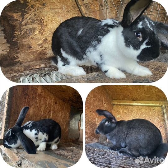 Продам кроликов