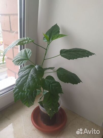 Комнатные растения