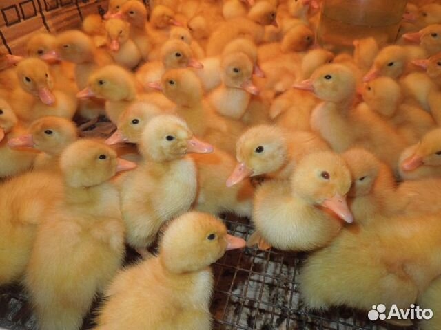 Муларды,утки,гуси суточные