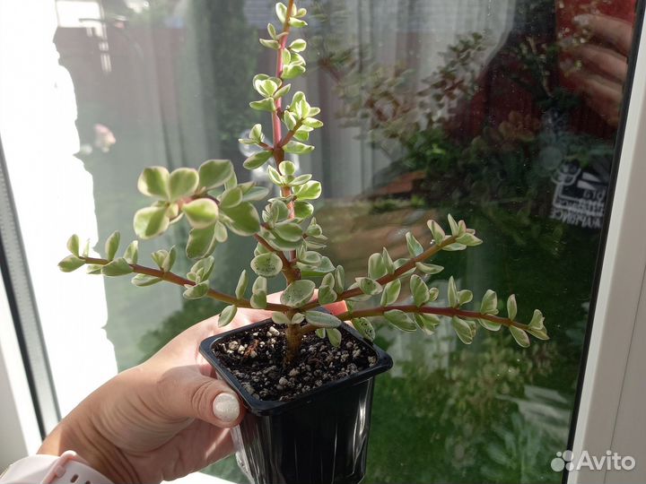 Портулакария афра вариегатная