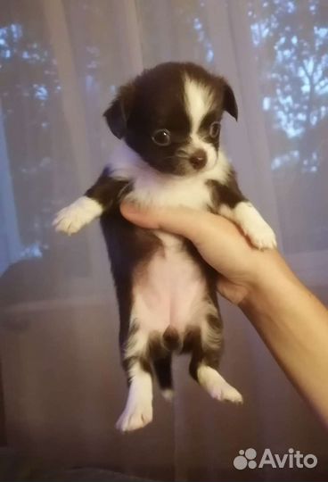 Щенки чихуахуа