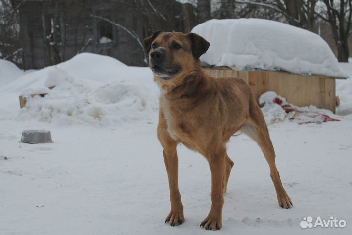 Кастрированный кобель в добрые руки