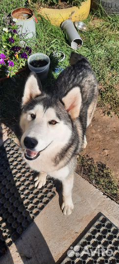 Щенки сибирской хаски