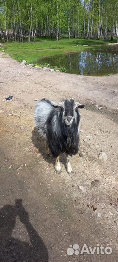 Козел альпийский на племя