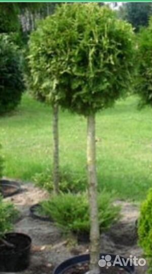 Туя смарагд саженцы на штамбе