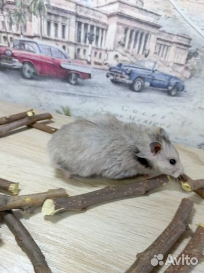 Сирийские хомяки