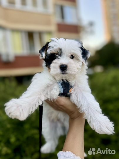 Щенки бивер мини