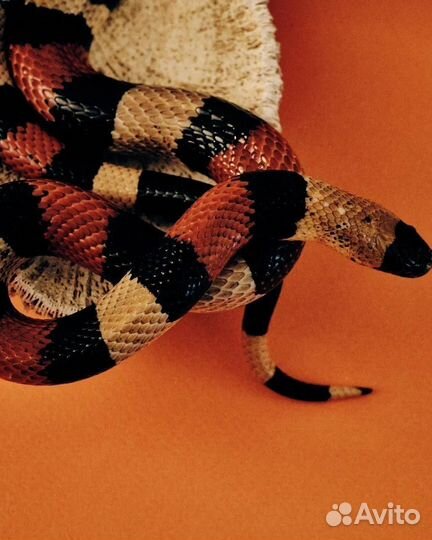 Аренда змей