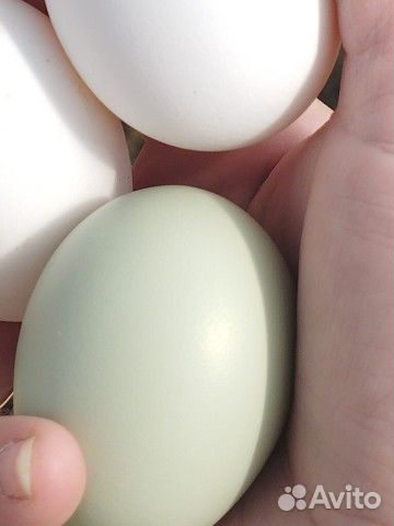 Домашние куриные яйца