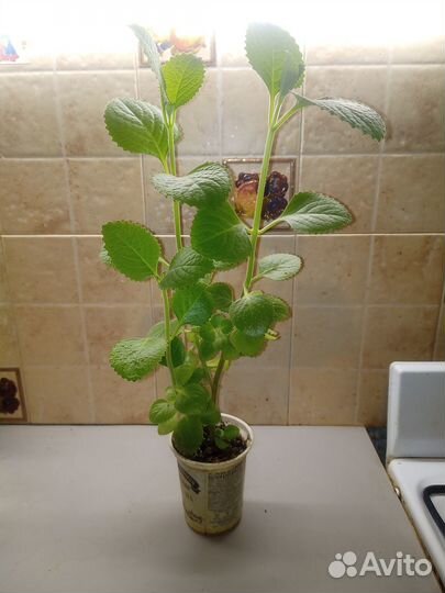 Плекратус ароматный, комнатная, лимонная мята