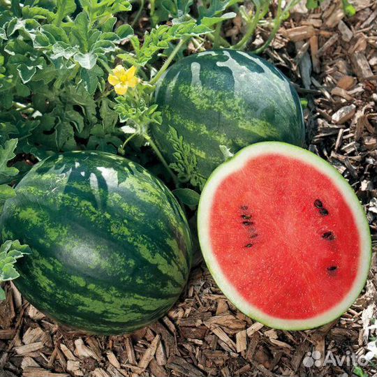 Арбуз Кримсон