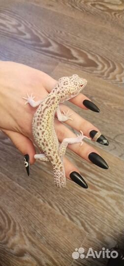 Эублефар самец Stels Enigma