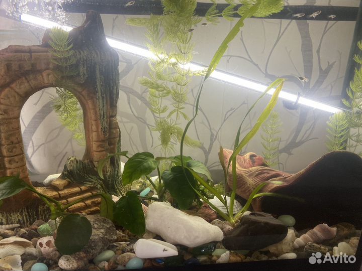 Аквариум
