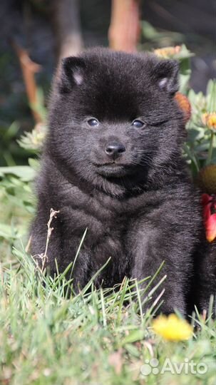 Щенок кобель шипперке /схипперке