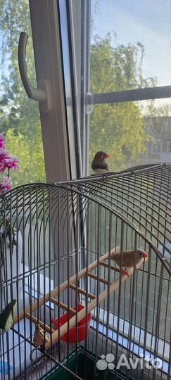 Зебровые амадины