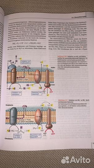 Микробиология на немецком языке