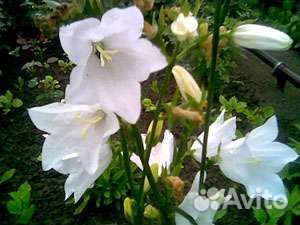 Колокольчик-Кампанула садовая