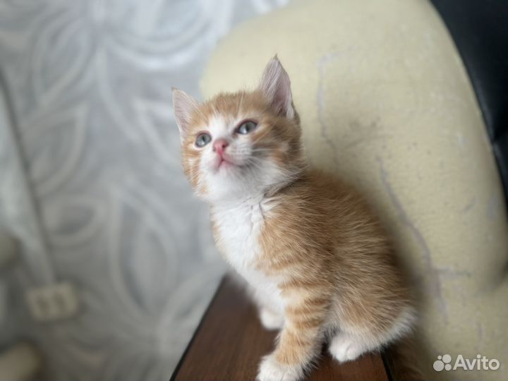 Сибирские котята