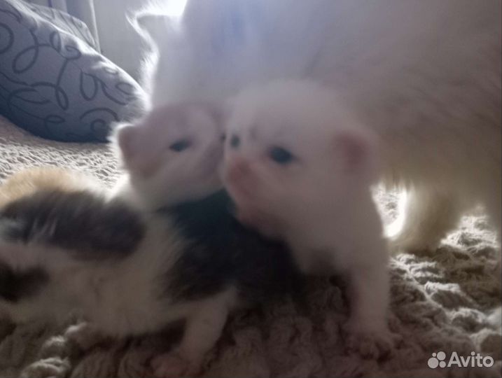 Котята в добрые руки бесплатно