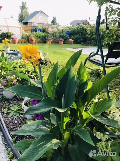 Цветы канны