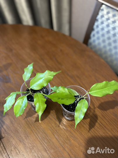 Фикус бенджамина