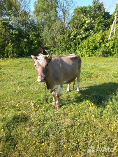 Продам две коровы