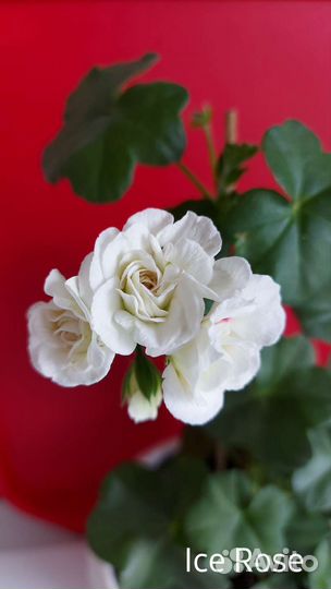 Пеларгония плющелистная