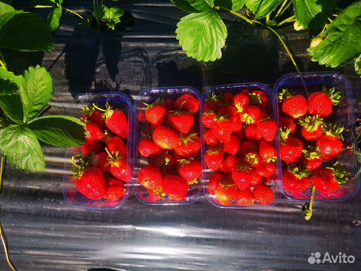 Рассада клубники более 20 сортов